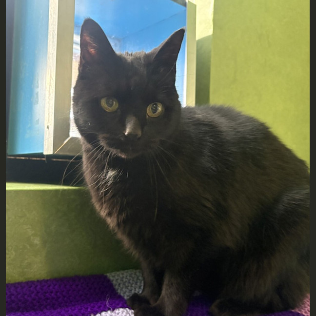 Photo of Queen Raven (Bonded With Sir Basil)