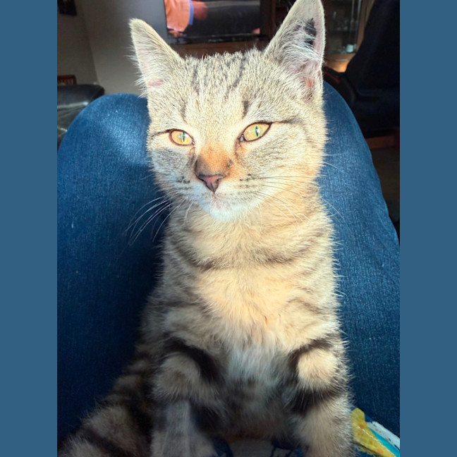 Photo of Bob   Meet Me At Pet Stock Carrum Downs