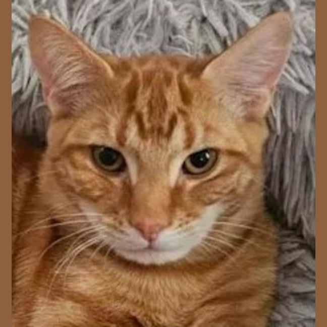 Photo of Pablo   Located In Melton South