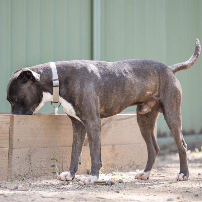 Photo of Cobalt