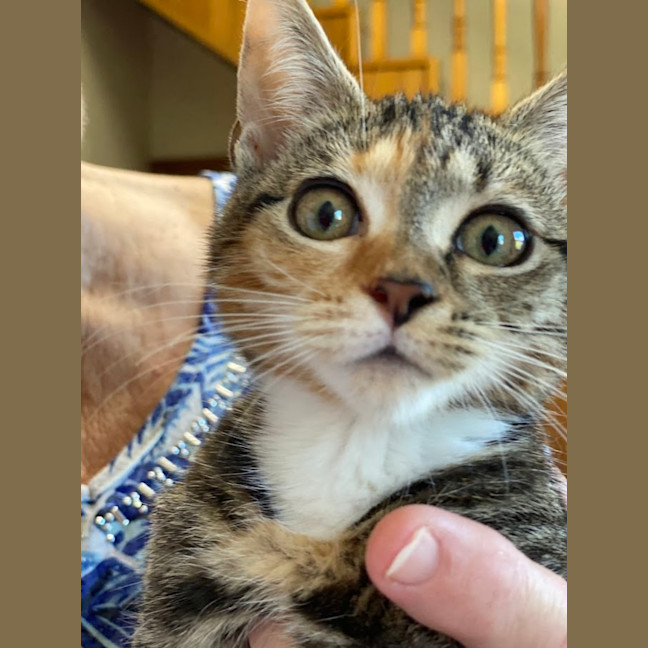 Photo of Ember