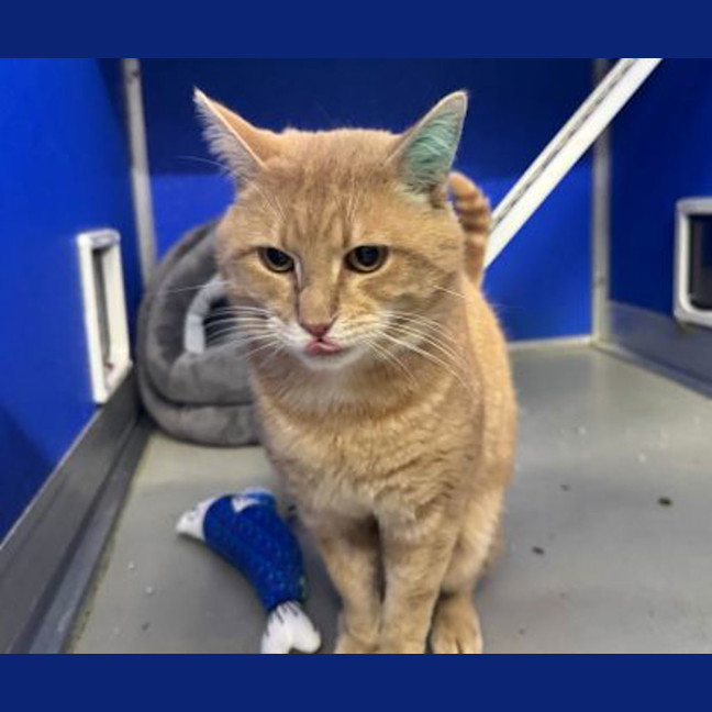 Photo of Pumpkin