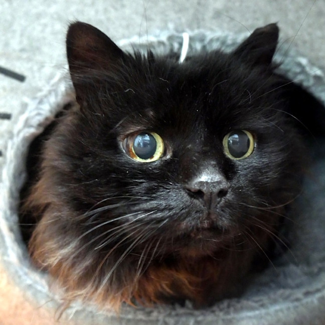 Photo of Ash Sua015583