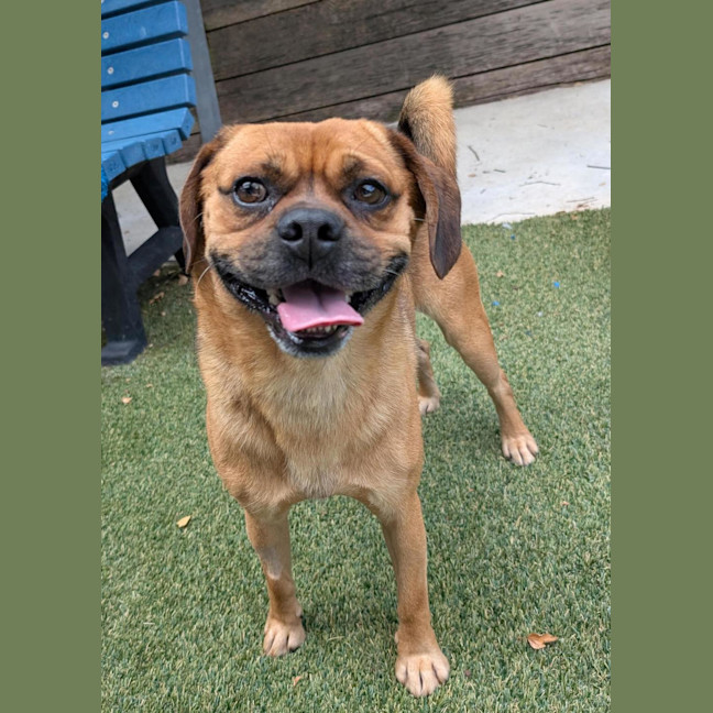 Photo of Diesel