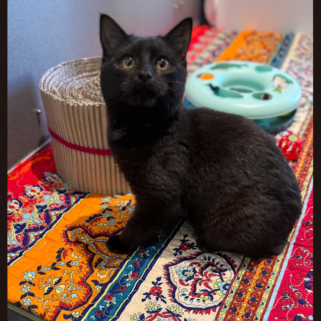 Photo of Shadow