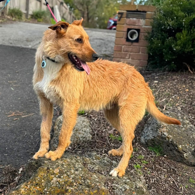 Photo of Fizzewig 