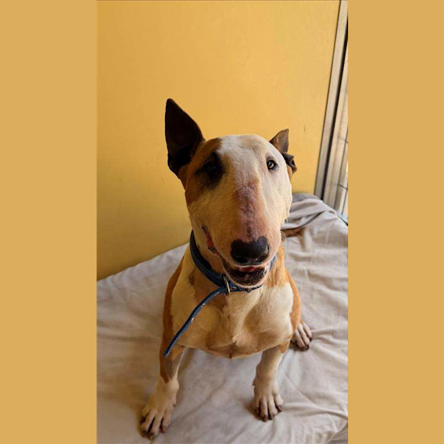 Photo of Indy