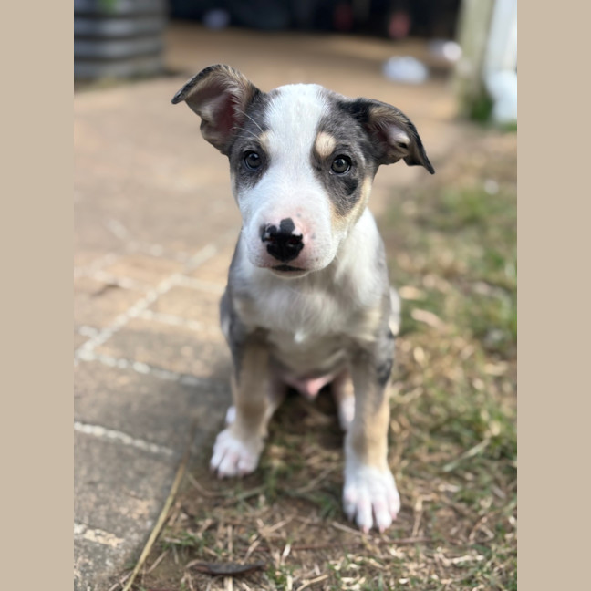 Photo of Whiskey