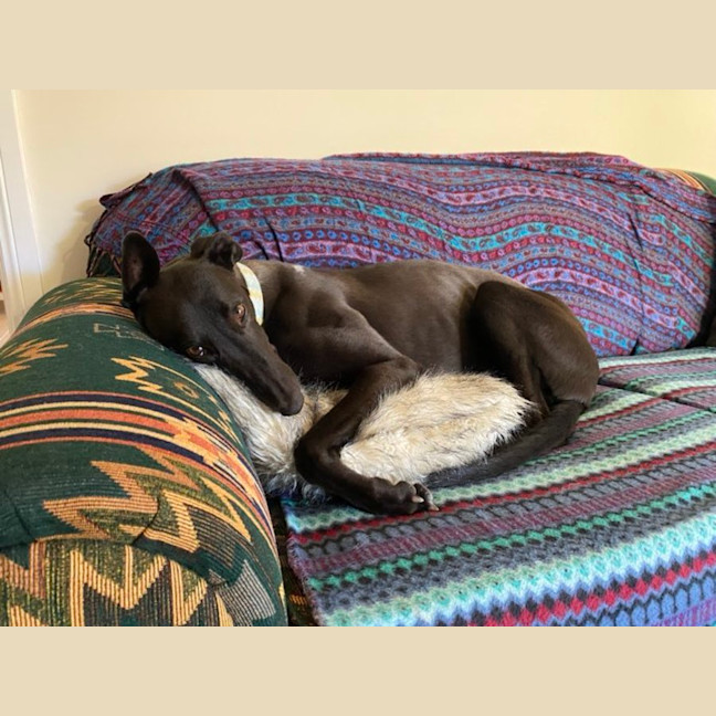 Photo of Missy, They Greyhound