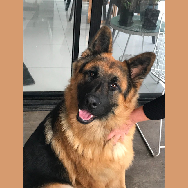 Photo of Otto