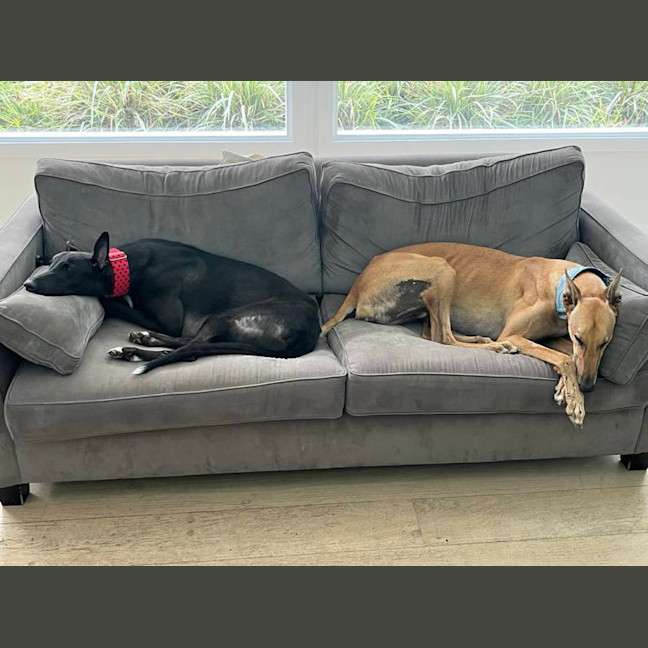 Photo of Lenny, The Greyhound