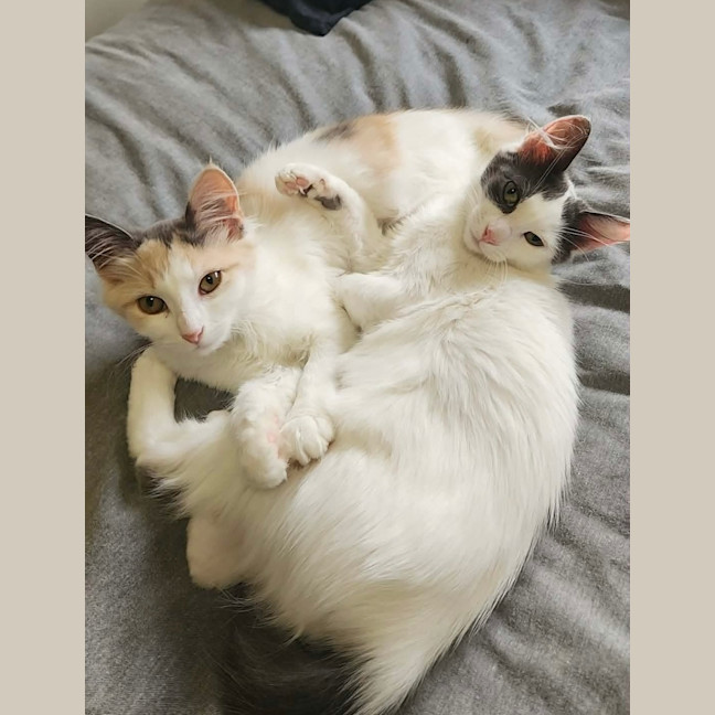 Photo of Maple & Misty 