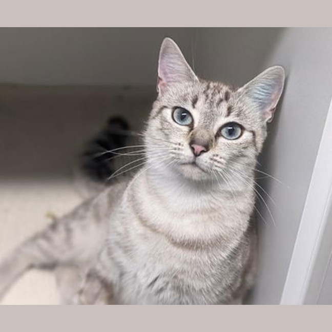 Photo of Cinnamon 