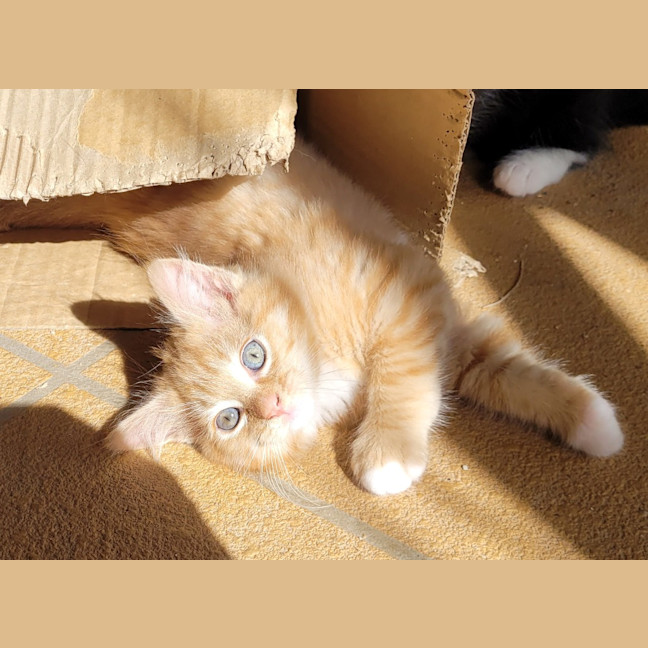 Photo of Cheeto (K54)