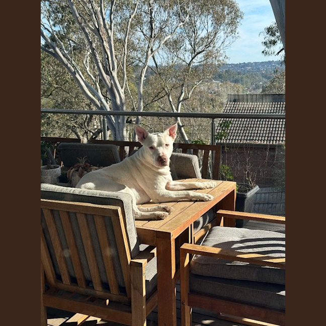 Photo of Buddy