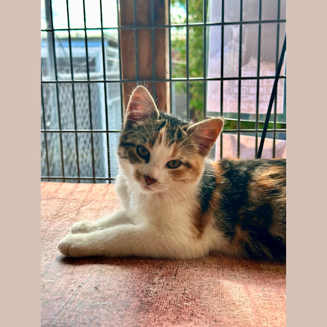 Photo of Paprika 
