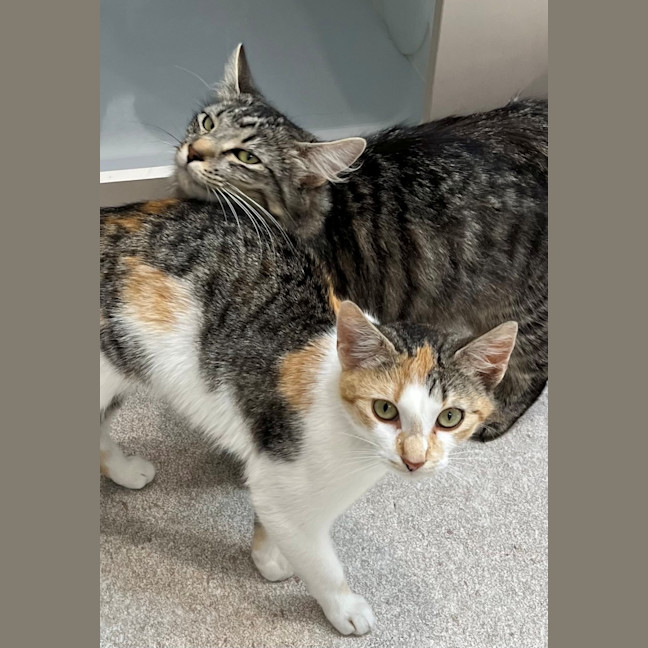 Photo of Miss Patch (9075)