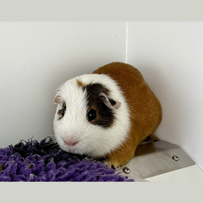 Photo of Craig (Bonded To Mack)