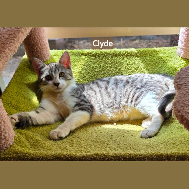 Photo of Clyde
