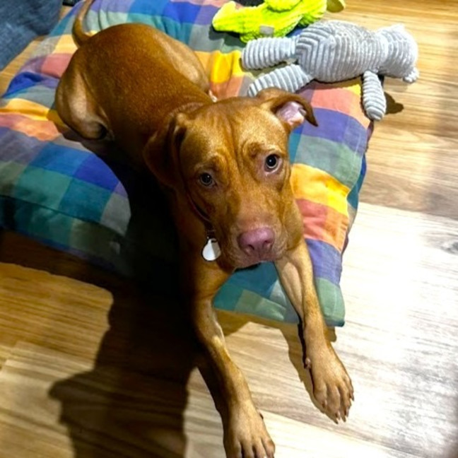 Photo of Clover