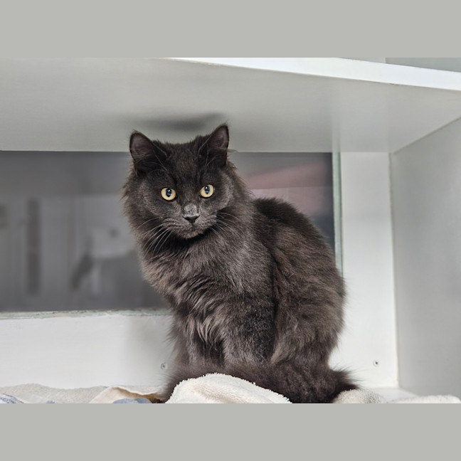Photo of Smokey
