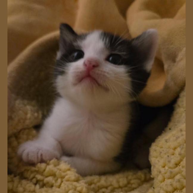Photo of Kitkat