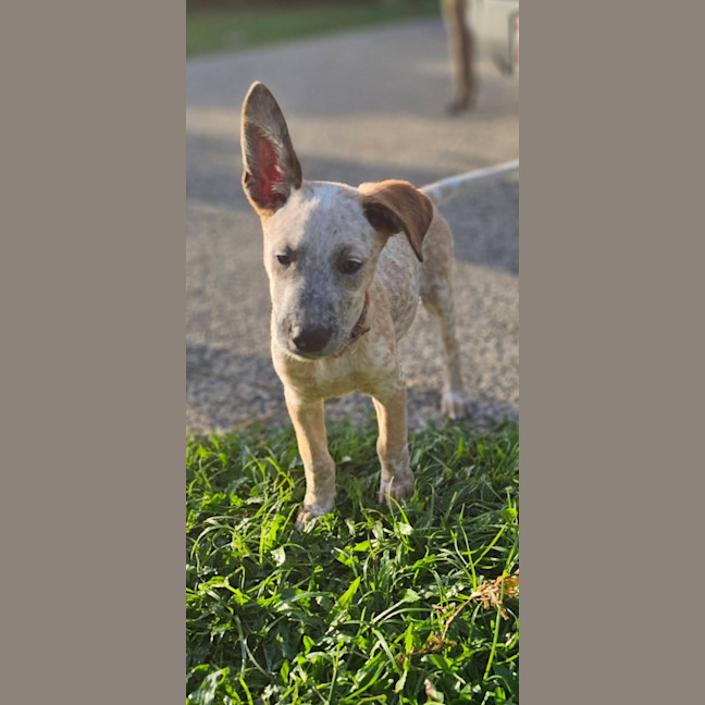 Photo of Ochre