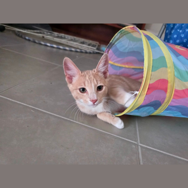 Photo of Henumi 💙