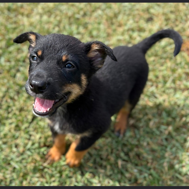 Photo of Bondi   7 Week Old Cattle Dog X Kelpie