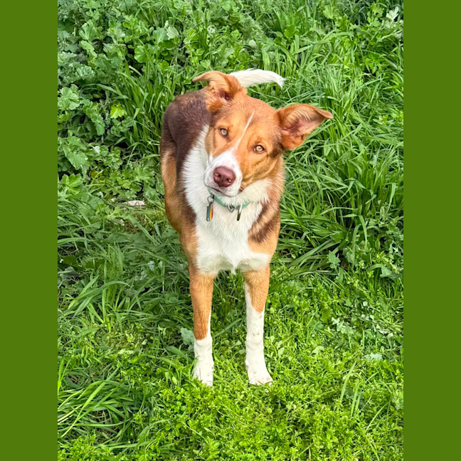 Photo of Jett