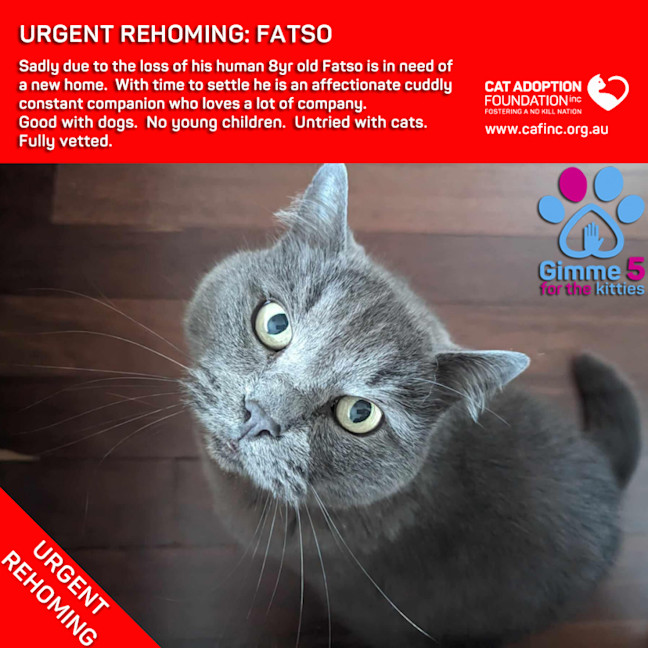 Photo of Fatso Private Rehoming No Charge!