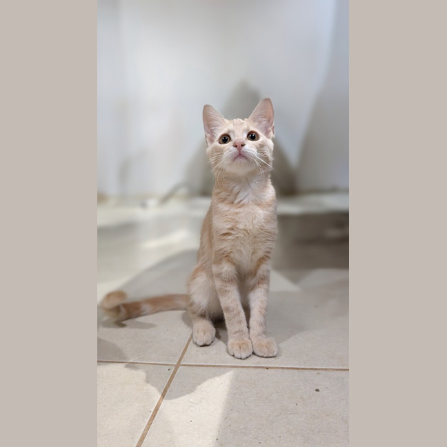 Photo of Biscotti