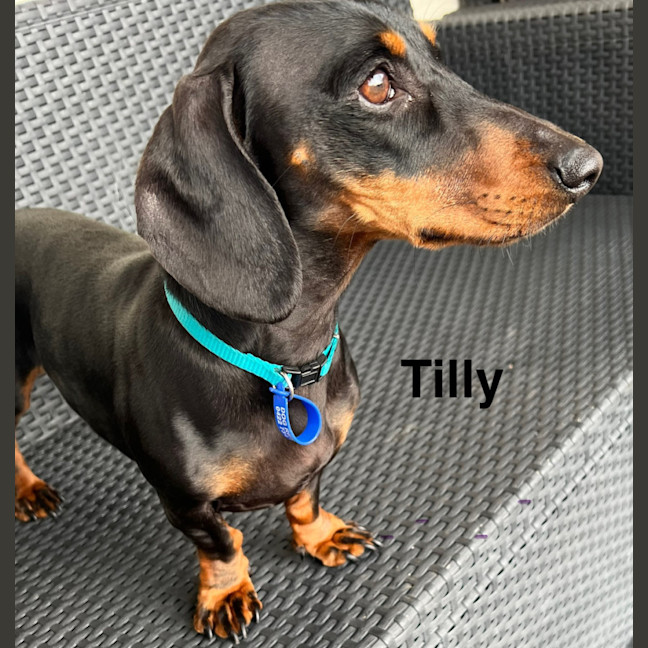Photo of Tilly & Lulu   2 Year & 8 Month Old Dachshund