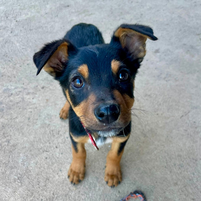 Photo of Teddy