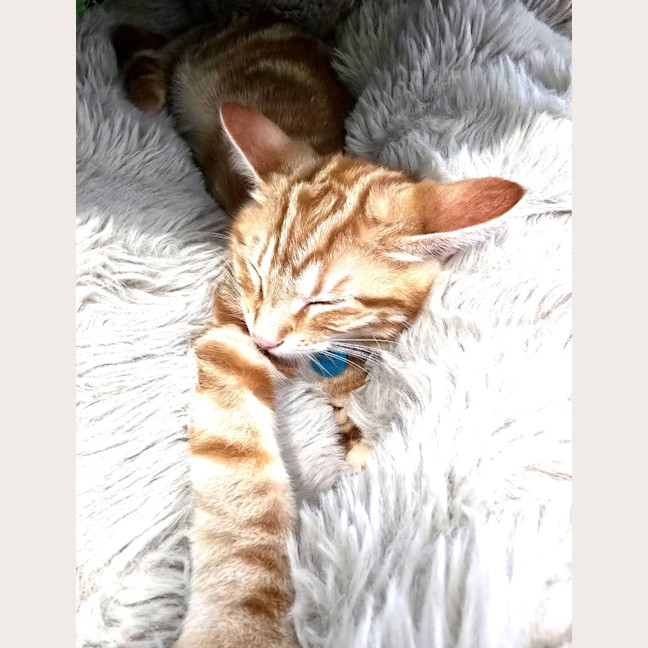 Photo of Thor