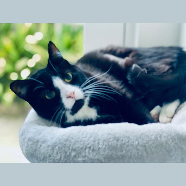 Photo of Goose