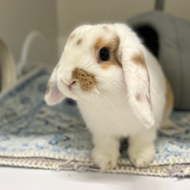 Photo of Zachary Quack