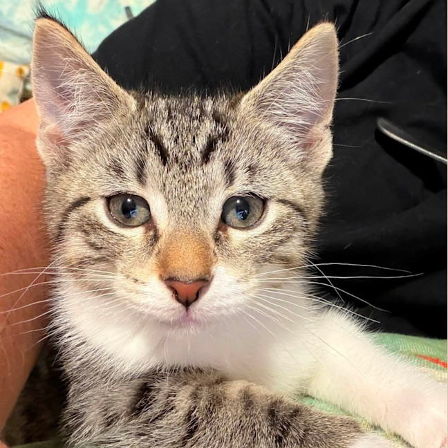 Photo of Cheddar