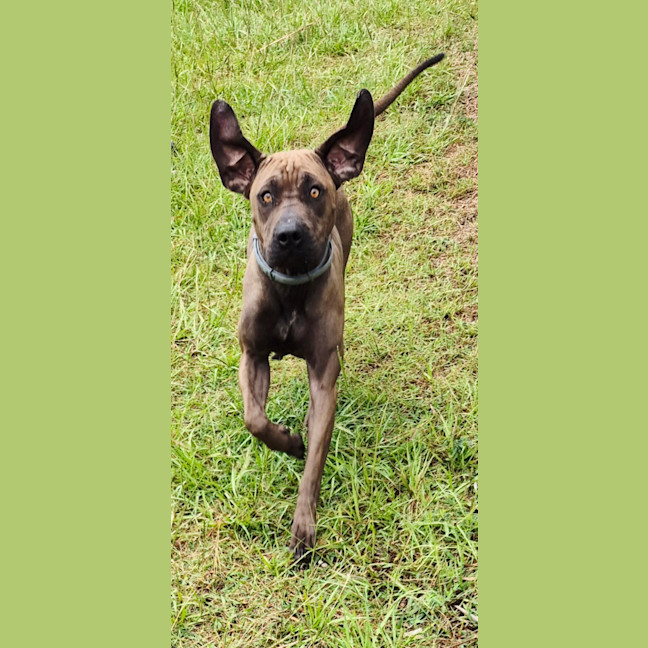 Photo of Lil' Moo (9038)