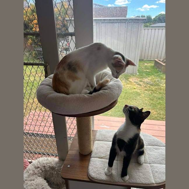 Photo of Tansy & Petal 