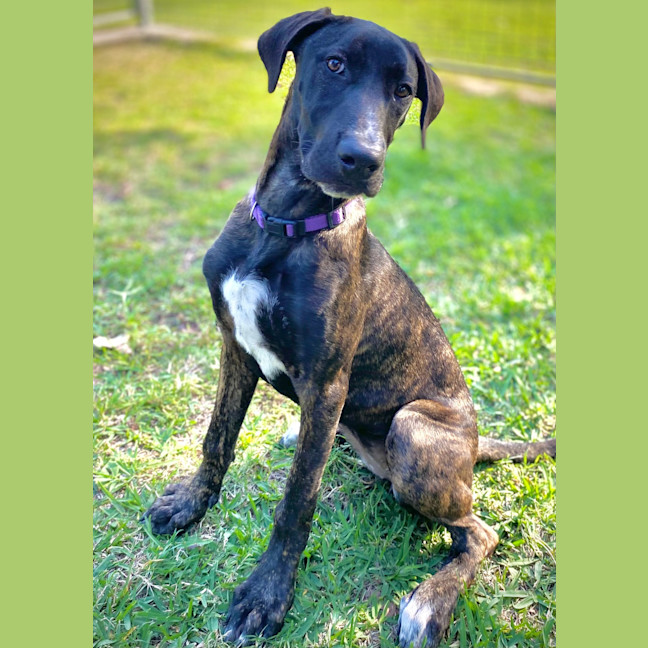 Photo of Midge