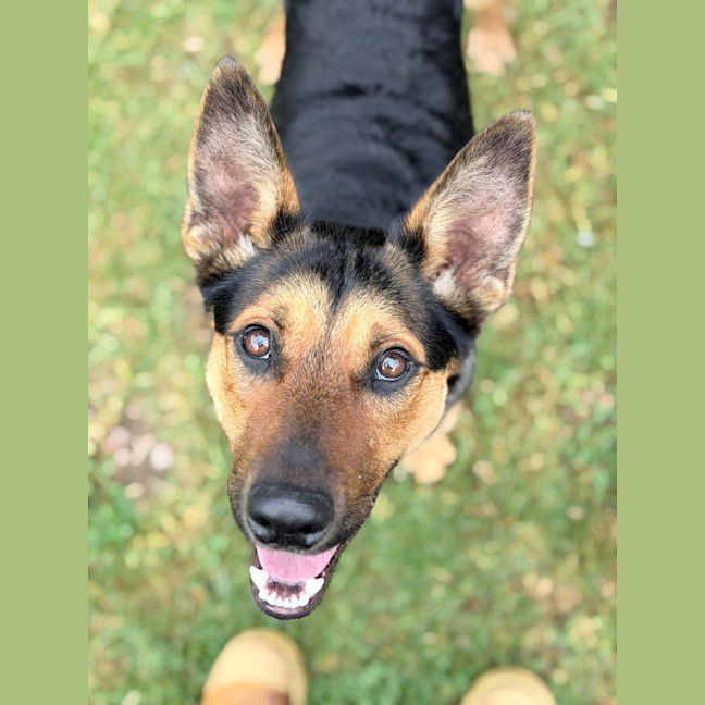 Photo of Rusty