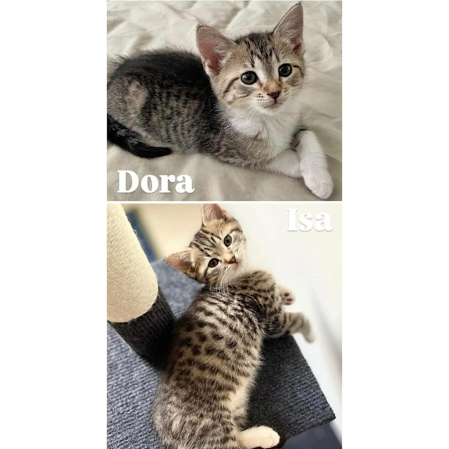 Photo of 11259   Isa