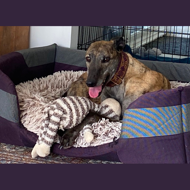 Photo of Brinny The Greyhound