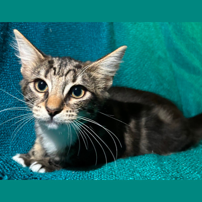 Photo of Marble & Pebbles 