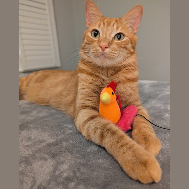 Photo of Toby