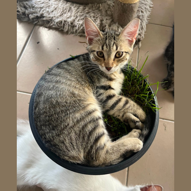 Photo of Xyla