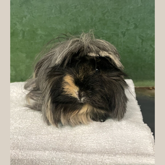 Photo of Donna Noble (Bonded To Ella)