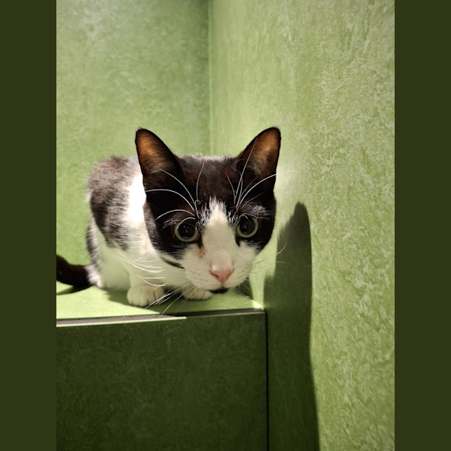 Photo of Shadow