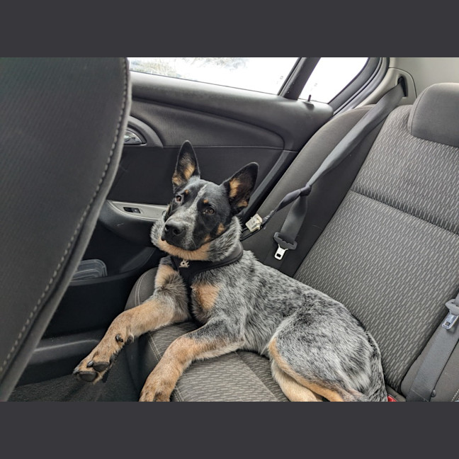 Photo of Snowy